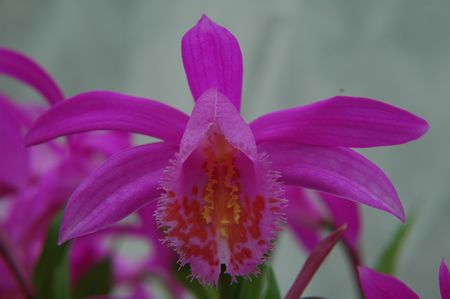 Pleione Tongariro Ashburton